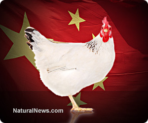 USDA to allow U.S. to be overrun with contaminated chicken from China